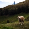 獨自站立於草原上的綿羊